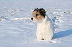 Parson Russell Terrier im Schnee