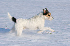 Parson Russell Terrier rennt im Schnee