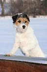 Parson Russell Terrier im Schnee