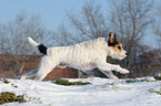 Parson Russell Terrier rennt im Schnee