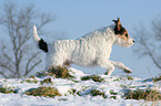 Parson Russell Terrier rennt im Schnee