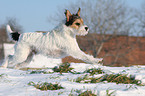 Parson Russell Terrier rennt im Schnee