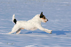 Parson Russell Terrier rennt im Schnee