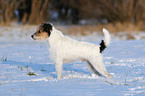 Parson Russell Terrier im Schnee