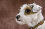 Parson Russell Terrier Portrait