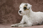 Parson Russell Terrier