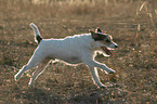 rennender Parson Russell Terrier