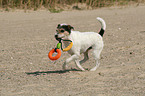 spielender Parson Russell Terrier