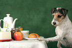 Parson Russell Terrier klaut Futter vom Tisch