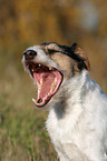 Parson Russell Terrier Portrait