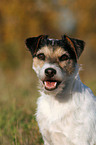 Parson Russell Terrier Portrait