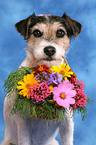 Parson Russell Terrier apportiert Blumenkorb