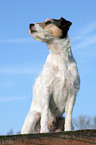 sitzender Parson Russell Terrier