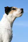 Parson Russell Terrier Portrait