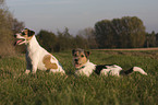 Parson Russell Terrier