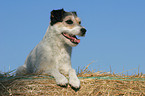 liegender Parson Russell Terrier