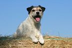 liegender Parson Russell Terrier