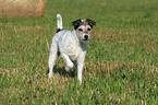 stehender Parson Russell Terrier