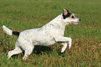 rennender Parson Russell Terrier