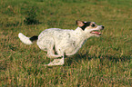 rennender Parson Russell Terrier