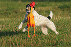 spielender Parson Russell Terrier