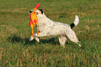 spielender Parson Russell Terrier