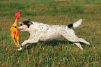 spielender Parson Russell Terrier