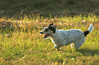 rennender Parson Russell Terrier