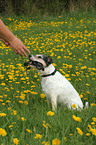 Parson Russell Terrier mit Leine im Maul