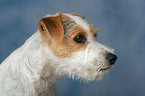 Parson Russell Terrier Portrait