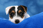 ser liegender Parson Russell Terrier Welpe