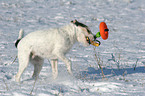 spielender Parson Russell Terrier im Schnee