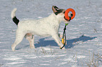 spielender Parson Russell Terrier im Schnee