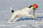 spielender Parson Russell Terrier im Schnee