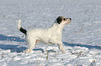 Parson Russell Terrier im Schnee