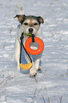 spielender Parson Russell Terrier im Schnee