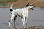 Parson Russell Terrier steht im Wasser