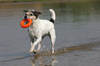 spielender Parson Russell Terrier