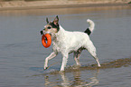 spielender Parson Russell Terrier