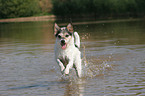 rennender Parson Russell Terrier