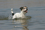 rennender Parson Russell Terrier