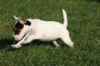 rennender Parson Russell Terrier Welpe