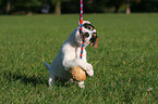 spielender Parson Russell Terrier Welpe