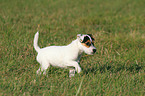 laufender Parson Russell Terrier Welpe