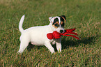Parson Russell Terrier Welpe mit Spielzeug