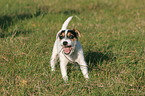 stehender Parson Russell Terrier Welpe