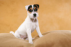 sitzender Parson Russell Terrier Welpe