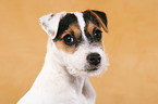 Parson Russell Terrier Welpe Portrait