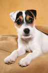 liegender Parson Russell Terrier Welpe