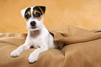 liegender Parson Russell Terrier Welpe